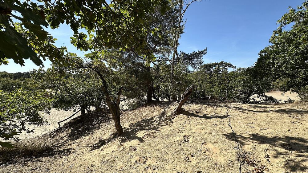 Zandverstuiving met eiken in de Loonse en Drunense Duinen