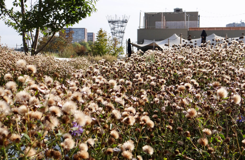 IVN workshop: tekenen in de natuur in Brabant