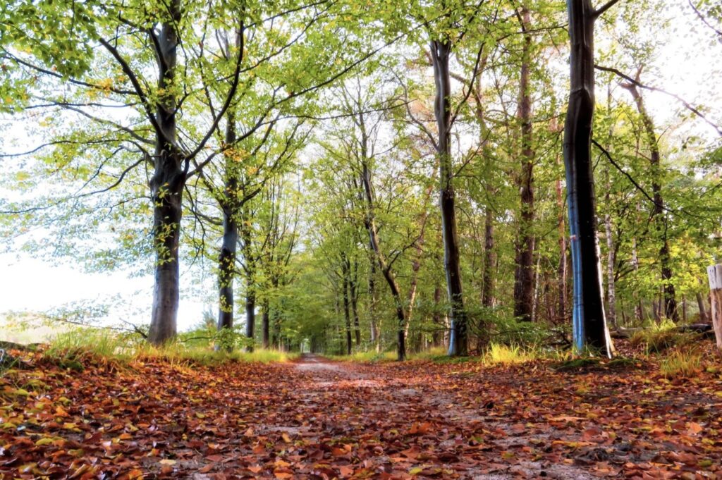 Najaarswandeling De Losse Feeter in Brabant
